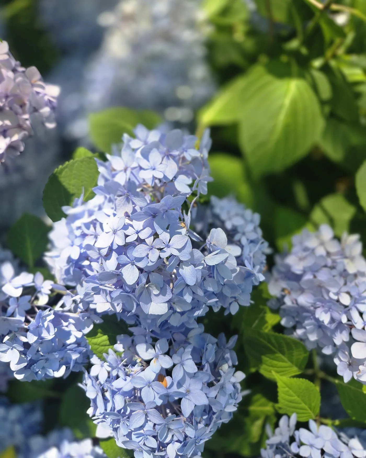 A cluster of pale blue hydrangea flowers among green leaves.