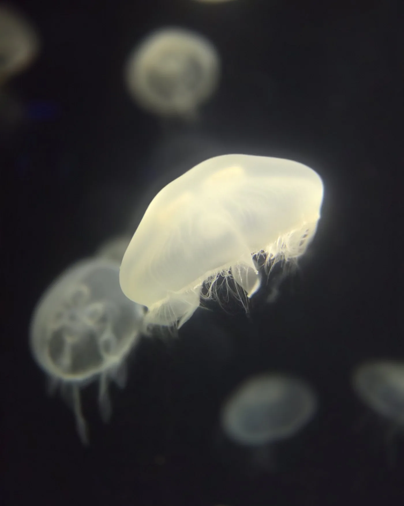 A pale jellyfish lit against dark water.
